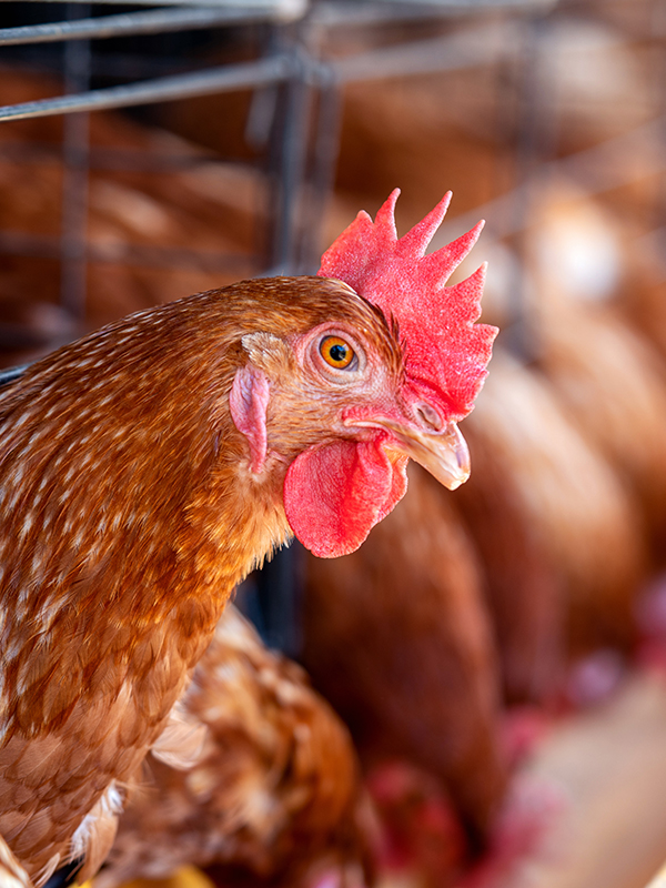 Farming & Livestock